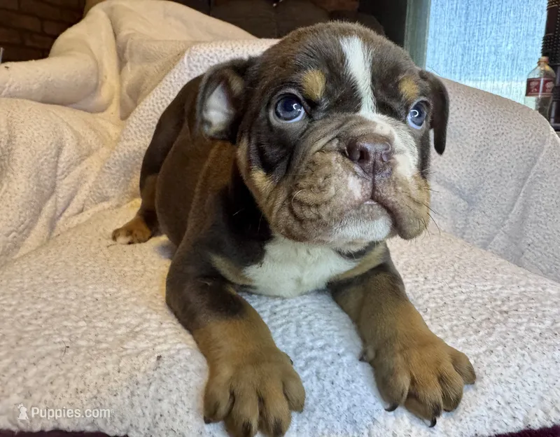 Rolo – English Bulldog puppy for sale in Hinton, IA