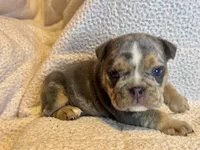 Versace, a male English Bulldog for sale in Hinton, IA – 8 of 10