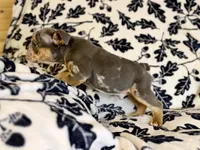 Versace, a male English Bulldog for sale in Hinton, IA – 7 of 10