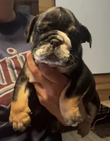 Donatello, a male English Bulldog for sale in Hinton, IA – 7 of 8