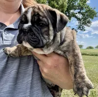 Clyde, a male English Bulldog for sale in Hinton, IA – 1 of 5