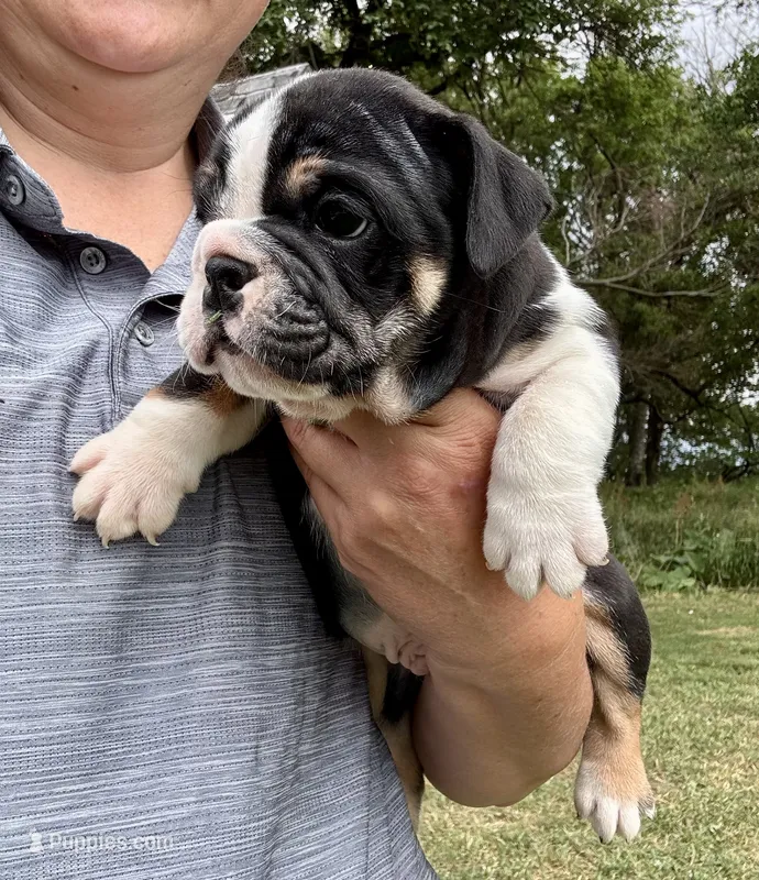 Fred – English Bulldog puppy for sale in Hinton, IA