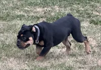 Rubble, a male English Bulldog for sale in Hinton, IA – 2 of 8