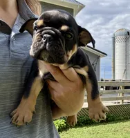 Michelangelo, a male English Bulldog for sale in Hinton, IA – 4 of 4