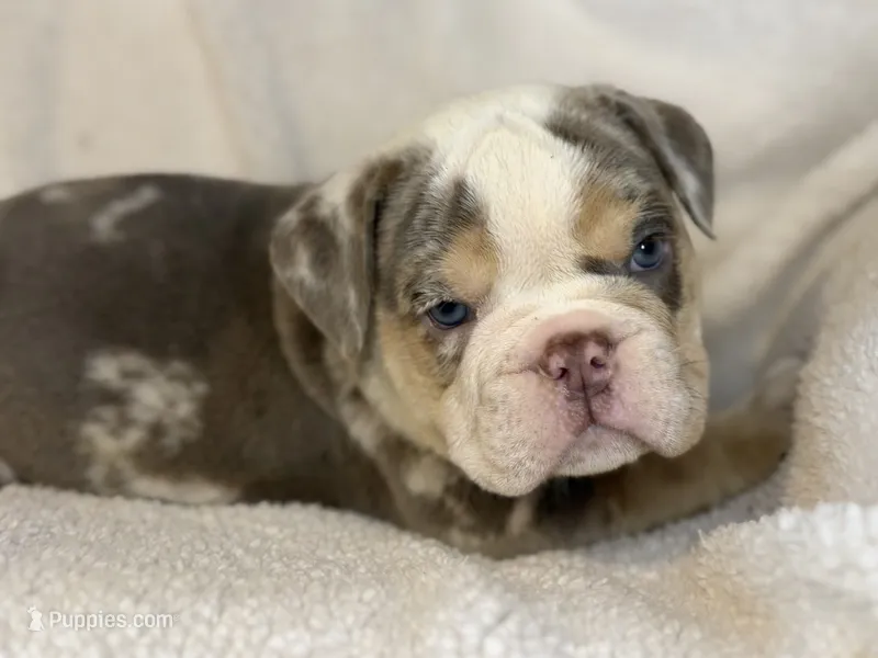 Gucci – English Bulldog puppy for sale in Hinton, IA