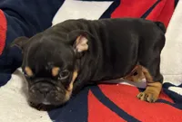 Michelangelo, a male English Bulldog for sale in Hinton, IA – 9 of 10