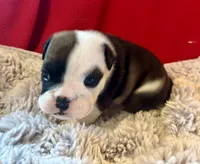Daphne, a female English Bulldog for sale in Hinton, IA – 3 of 9
