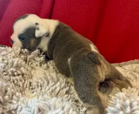 Scooby, a male English Bulldog for sale in Hinton, IA – 7 of 8