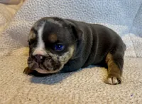 Armani, a female English Bulldog for sale in Hinton, IA – 5 of 10