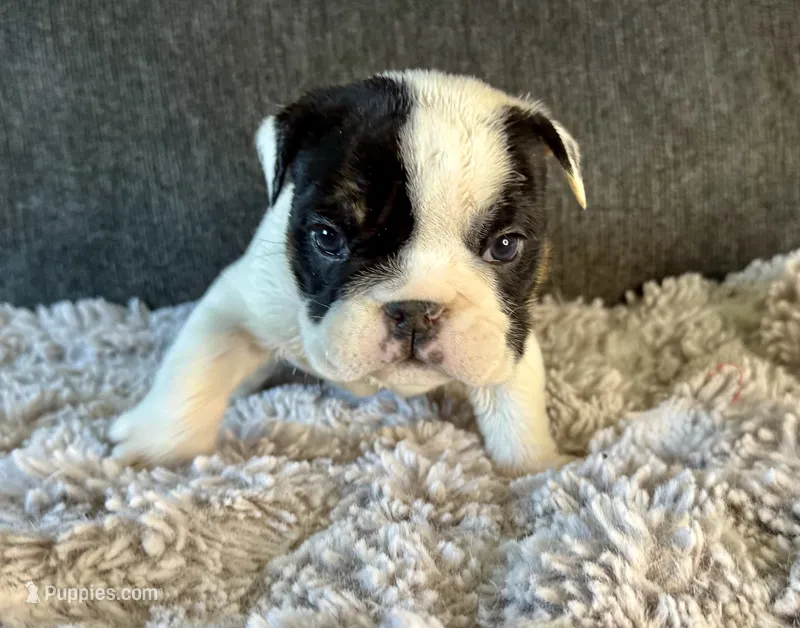 Olaf – English Bulldog puppy for sale in Hinton, IA