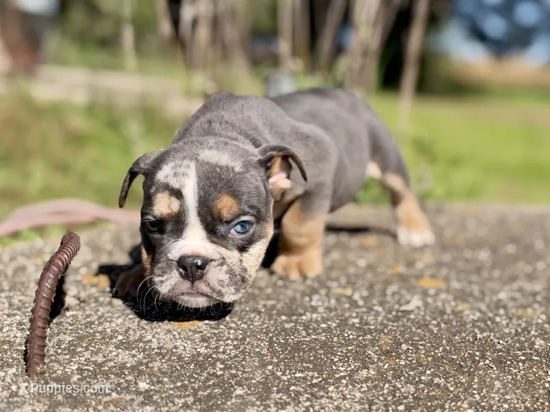 Armani – English Bulldog puppy for sale in Hinton, IA