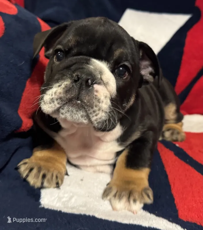 Donatello – English Bulldog puppy for sale in Hinton, IA