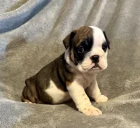 Daphne, a female English Bulldog for sale in Hinton, IA – 7 of 7
