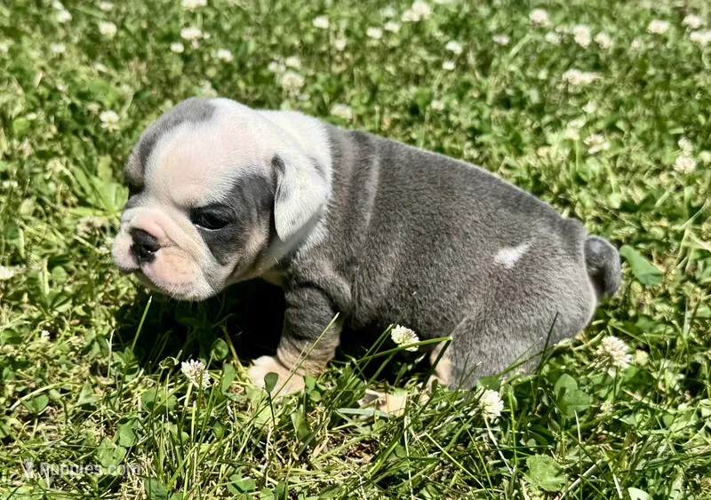 Scooby – English Bulldog puppy for sale in Hinton, IA