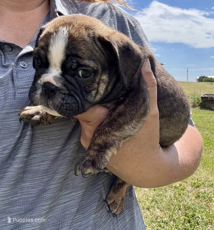 Inky – English Bulldog puppy for sale in Hinton, IA