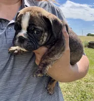 Inky, a female English Bulldog for sale in Hinton, IA – 1 of 3