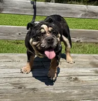 Studding Out, a male English Bulldog for sale in Hinton, IA – 3 of 3