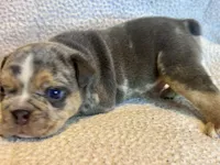 Versace, a male English Bulldog for sale in Hinton, IA – 4 of 10