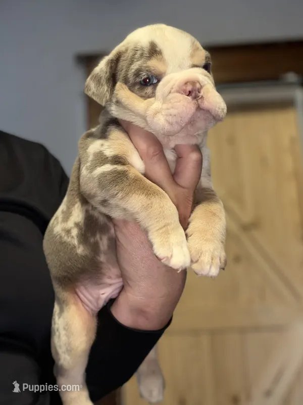 Gucci – English Bulldog puppy for sale in Hinton, IA