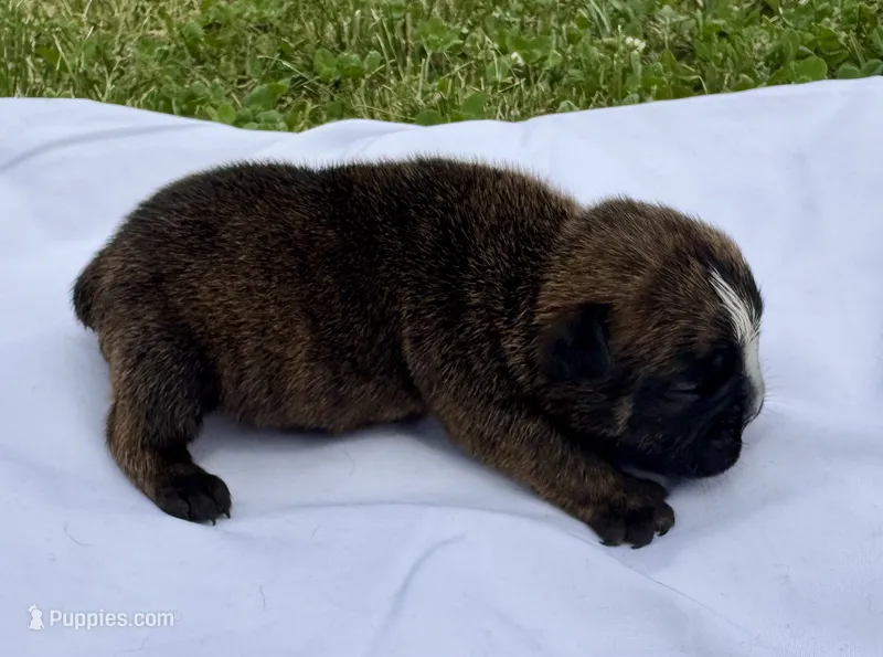 Blinky – English Bulldog puppy for sale in Hinton, IA