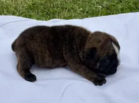 Blinky, a female English Bulldog for sale in Hinton, IA – 1 of 5