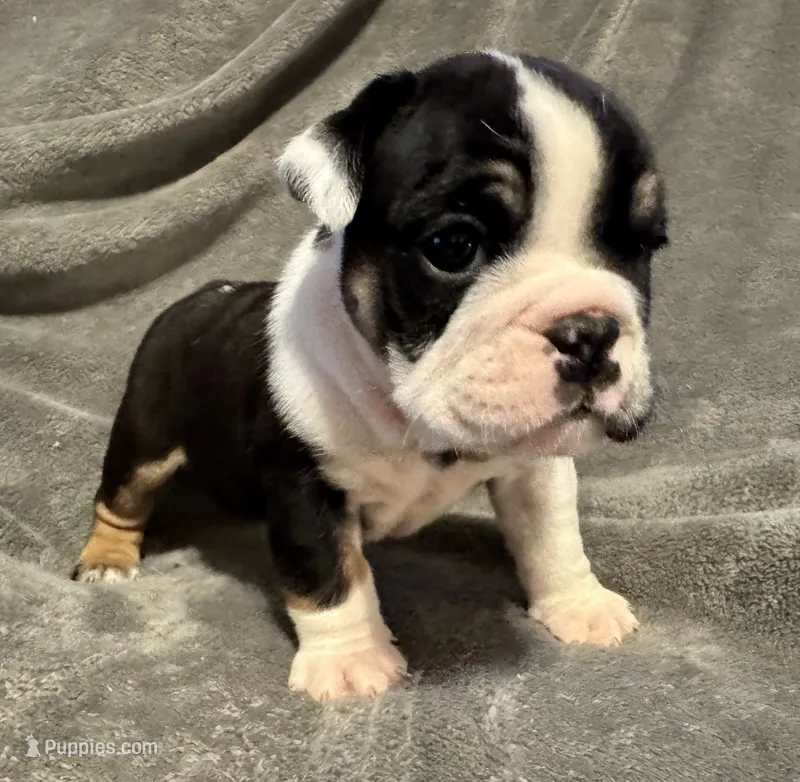 Fred – English Bulldog puppy for sale in Hinton, IA