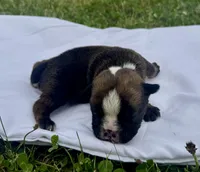 Inky, a female English Bulldog for sale in Hinton, IA – 3 of 4