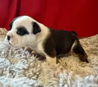 Daphne, a female English Bulldog for sale in Hinton, IA – 8 of 9
