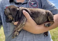 Inky, a female English Bulldog for sale in Hinton, IA – 2 of 3