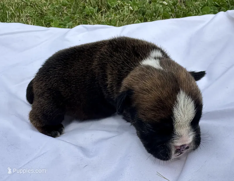 Inky – English Bulldog puppy for sale in Hinton, IA