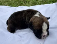 Inky, a female English Bulldog for sale in Hinton, IA – 1 of 4
