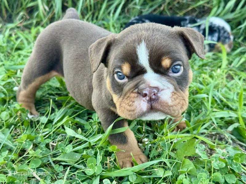 Rolo – English Bulldog puppy for sale in Hinton, IA