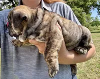Clyde, a male English Bulldog for sale in Hinton, IA – 4 of 5