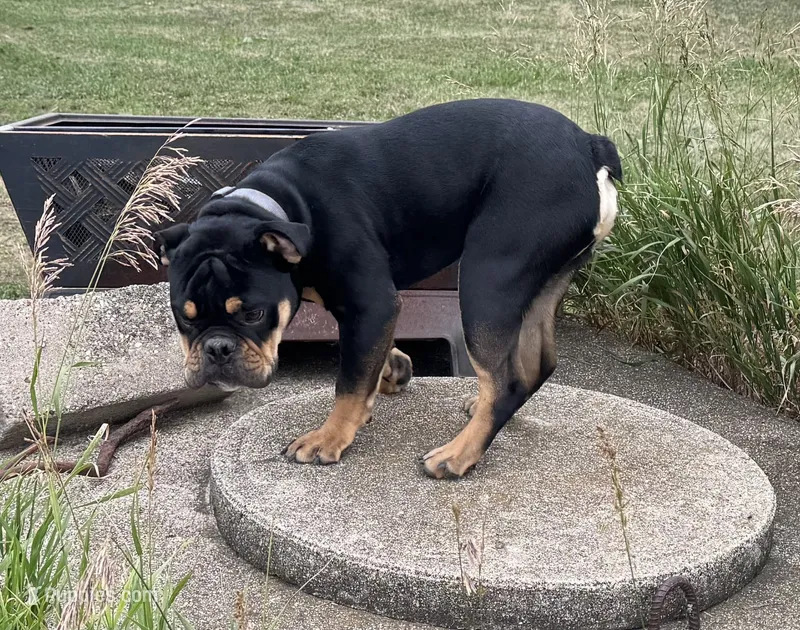 Rubble – English Bulldog puppy for sale in Hinton, IA