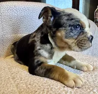 Skittles, a female English Bulldog for sale in Hinton, IA – 7 of 8