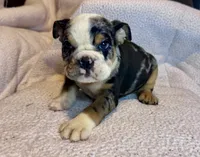 Skittles, a female English Bulldog for sale in Hinton, IA – 5 of 8