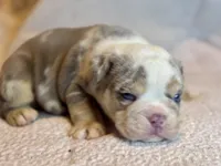 Gucci, a male English Bulldog for sale in Hinton, IA – 2 of 10