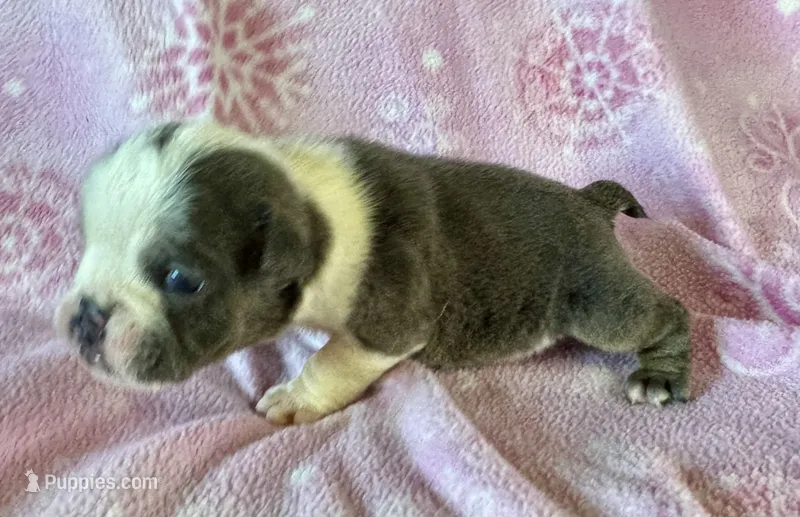 Pinky – English Bulldog puppy for sale in Hinton, IA