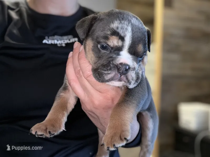 Armani – English Bulldog puppy for sale in Hinton, IA