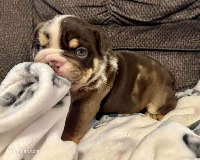 Crunch – English Bulldog puppy for sale in Hinton, IA