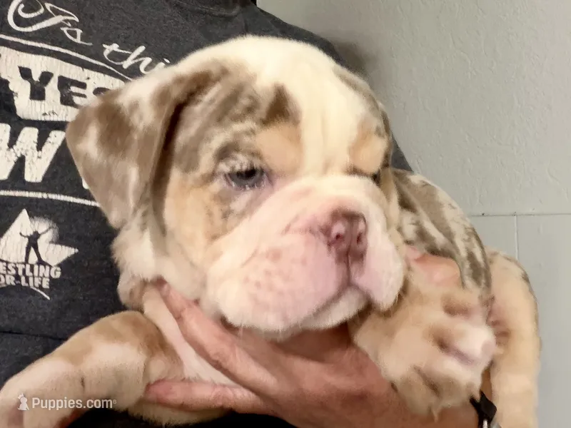 Gucci – English Bulldog puppy for sale in Hinton, IA