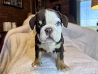 Reeses, a male English Bulldog for sale in Hinton, IA – 7 of 8