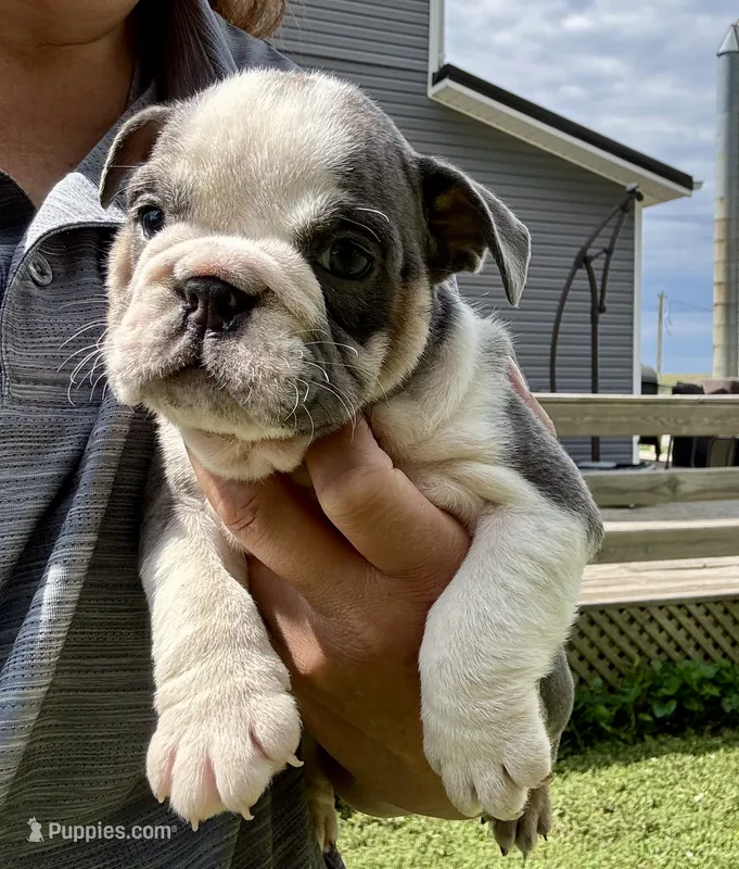 Pinky – English Bulldog puppy for sale in Hinton, IA