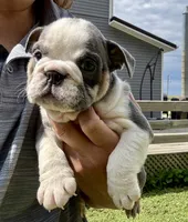 Pinky, a female English Bulldog for sale in Hinton, IA – 1 of 4