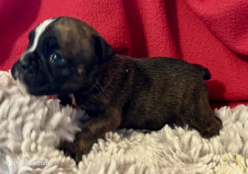 Blinky – English Bulldog puppy for sale in Hinton, IA