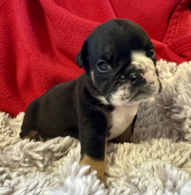 Donatello – English Bulldog puppy for sale in Hinton, IA