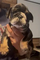 Donatello, a male English Bulldog for sale in Hinton, IA – 6 of 8