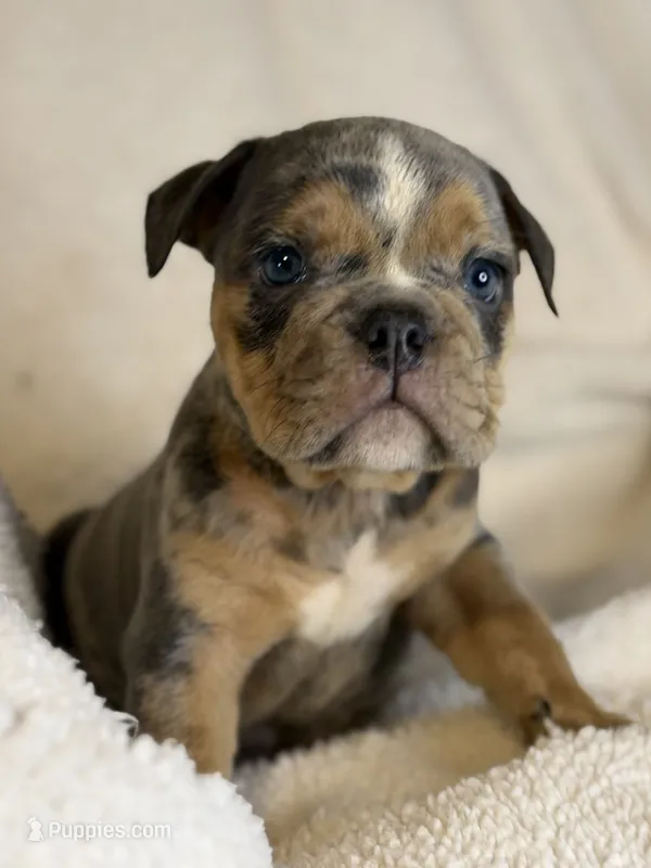 Versace – English Bulldog puppy for sale in Hinton, IA