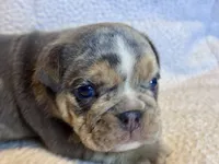 Versace, a male English Bulldog for sale in Hinton, IA – 6 of 10