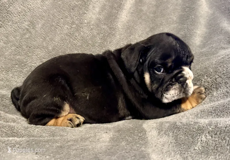 Donatello – English Bulldog puppy for sale in Hinton, IA
